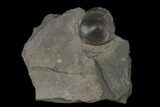 Plate of Fossil Ichthyosaur Vertebrae - Germany #150339-5